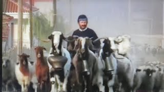 DHIAVA  THE AUTUMN JOURNEY GREEK Sheep Drive Original 50mins video [upl. by Nosnaj]