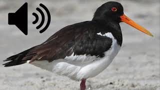 Oystercatcher sound Royalty Free [upl. by Chaille]