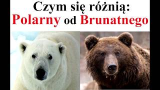 Czym się różni niedźwiedź POLARNY od BRUNATNEGO [upl. by Ignatzia]