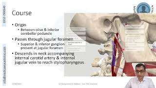 Glossopharyngeal Nerve [upl. by Eerolam]