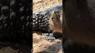 Por Que Os Crocodilos Nao Atacam As Capivaras [upl. by Aynna335]