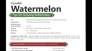 Seminis Madhav  Icebox watermelon [upl. by Jacintha]