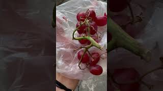 grapes lang naabutan ko dun sa kanto  fruit shorts  MabelBel [upl. by Suired]