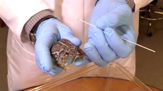 How to collect a chytrid swab from a frog or toad [upl. by Cantlon595]