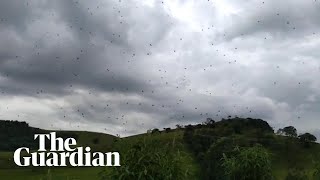 Cloudy with a chance of arachnophobia raining spiders in Brazil [upl. by Roede81]