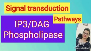 GPCRphospholipid C pathway amp IP3 DAG pathway signal transduction [upl. by Melgar]