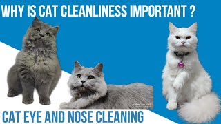 WHY IS CAT CLEANLINESS IMPORTANT 😺🐾😾 CAT EYE AND NOSE CLEANING  CAT KI SAAF SAFAI [upl. by Spiegel]