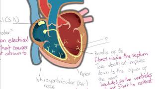 OCR Biology A level  Initiation of the heartbeat [upl. by Schuman]