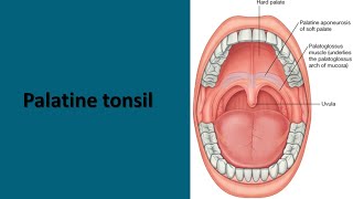 Palatine tonsil Prof Dr Md Ashfaqur Rahman [upl. by Doughty]