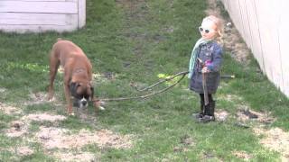 Linus the Boxer loves sticks [upl. by Hercules]