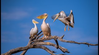 Pelicans Fishing  Botswana  Kiri Camp [upl. by Bor]