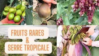 Serre Tropicale  Banane Avocat et Plus  🍌🥑  Les meilleures variétés pour le Jardin Forêt [upl. by Jahn]