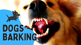 REAL Barking Dog Sounds  Woof Woof  Live Dogs Barking [upl. by Ardekal]