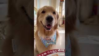 He lie us we can’t let him go shortsvideo doglover pets [upl. by Ahsinac]