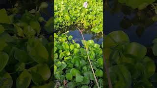 The best way to hook fishing in pond Part1039 shorts [upl. by Dickman486]