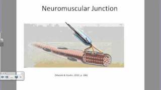 Physiology of a Muscle Contractionwmv [upl. by Nalim975]