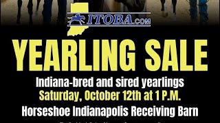 ITOBA Yearling amp Paddock Sale [upl. by Osy]