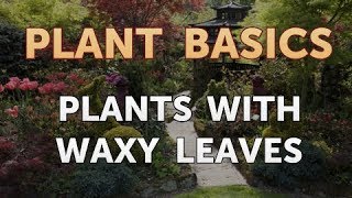 Plants With Waxy Leaves [upl. by Marmion705]