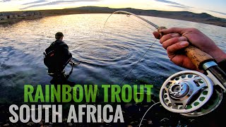 Rainbow Trout in the Winterberg Mountains of South Africa Thrift Dam [upl. by Enilkcaj]