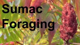 Foraging Harvesting Staghorn Sumac GardenFork [upl. by Parsifal]