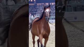 حفل افتتاح بطولة العالم لجمال الخيل العربية الأصيلة [upl. by Ehcram]