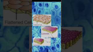 Types of simple epithelial tissuebiology [upl. by Eri853]