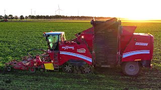 Bieten rooien  Beet harvest  Rüben roden  Grimme Maxtron  John Deere  Beco  Bietenoogst 2023 [upl. by John884]