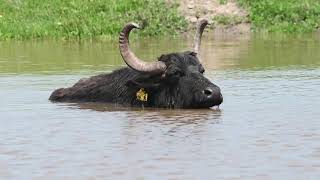 European Water Buffalo at Lake Balaton in Hungary 4k [upl. by Ariat]