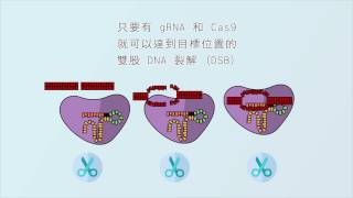 2 分鐘認識 CRISPRCas9 基因編輯技術 CRISPRCas 9 Gene Editing Introduction [upl. by Dimond]