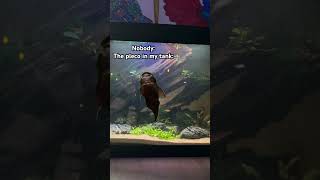 Gotta love pleco’s plecofish plecostomus pleco fishtank fishtanklife fishkeeping fish [upl. by Doig432]