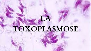 LA TOXOPLASMOSE  parasitologie [upl. by Lapides]