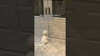 Heartwarming Your Pet Waiting for You to Come Home from Work dogemotions dogbehavior petemotion [upl. by Devonna]