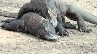 Wrestling of the Komodo Dragons [upl. by Icul]