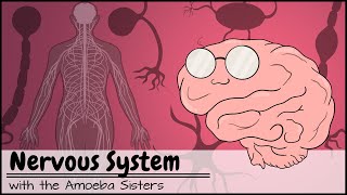 Nervous System [upl. by Ecaidnac]