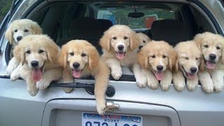 Funniest amp Cutest Golden Retriever Puppies  30 Minutes of Funny Puppy Videos 2021 [upl. by Pevzner]