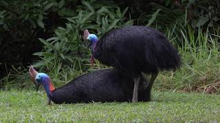 Southern Cassowary Mating behavior in 4K [upl. by Moretta]