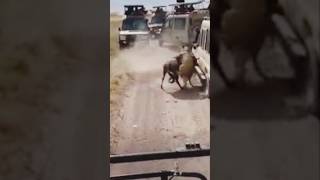 The wildebeest fought bravely but😒 watchtillend safarimoments safarisightings subscribe [upl. by Gnod]