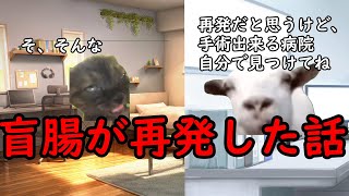 【猫ミーム】盲腸が再発した話 [upl. by Eenahpets]