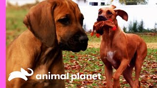 Rhodesian Ridgeback Pup Unleashes His Hunting Instincts  Too Cute [upl. by Derna]