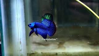 Wild betta Alien hybrid super blue by Franksbettas [upl. by Doggett521]