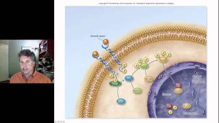 Cinelecture 67c  Cancer Oncogenes amp the Cell Cycle [upl. by Laddie586]