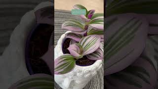 Tradescantia Nanouk en plantaytrasplantaes tradescantia plantasdeinterior [upl. by Shepperd379]