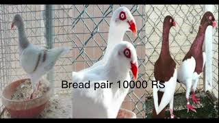 Pakistan 2024 fancy pigeon price [upl. by France]