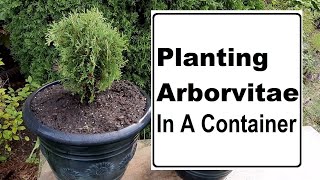 PLANTING ARBORVITAE 🌲 IN CONTAINERS  HETZ MIDGET  GROWING EVERGREEN PLANTS  ZONE 5 GARDENING [upl. by Nylevol]