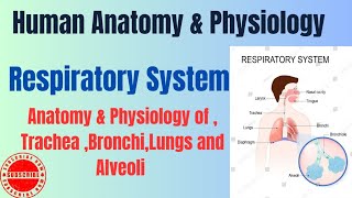 Anatomy amp Physiology of TracheaBronchiLungs and Alveoli I Respiratory System I HAP pharmacynotes [upl. by Narud]