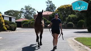 Lot 27 Warrawee Needy  Manner Banner filly Yirribee Pacing Stud Nutrien Equine Sydney March 810 [upl. by Ammej]