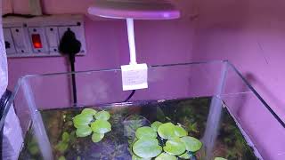 Planted tank [upl. by Mitran]