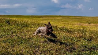 Wirehaired Pointing Griffon vs Norwich Terrier A Terrier Breed Comparison [upl. by Llednor]