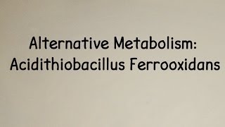 Alternative Metabolism Acidithiobacillus Ferrooxidans [upl. by Anoif]