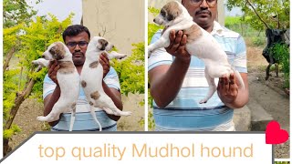 Top most quality heavy bone Mudhol hound puppies available 8762722679 urgent sale [upl. by Goddard318]